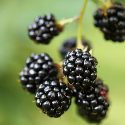 thornless blackberry