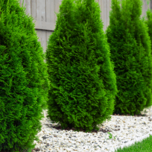 thuja green giant