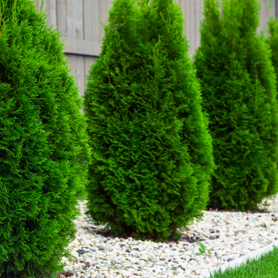 thuja green giant