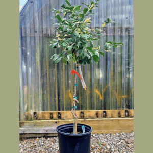 variegated pink lemon tree
