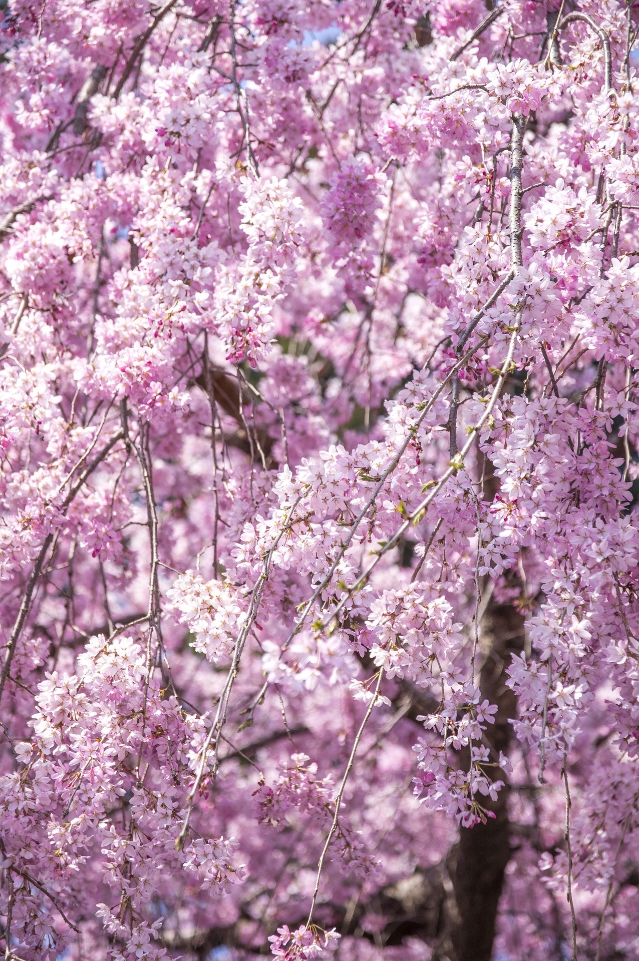 Yoshino Weeping Cherry - Bob Well Nursery