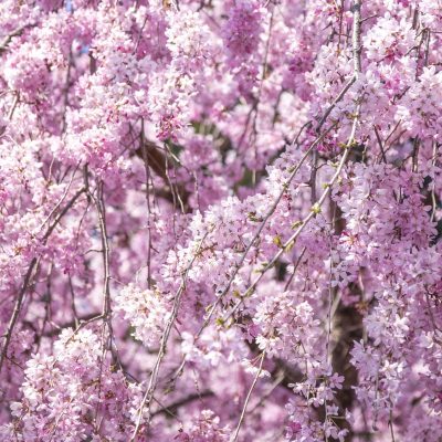 Pendula Weeping Flowering Cherry Tree