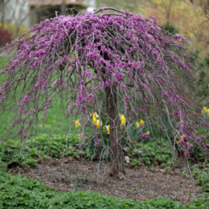 weeping redbud in the spring