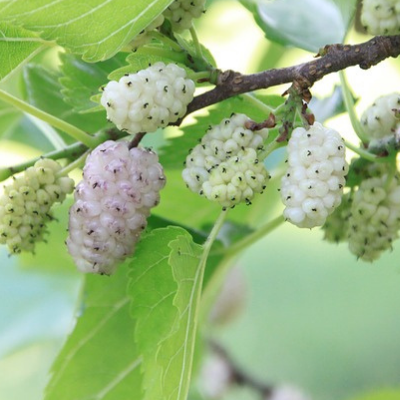 white fruiting mulberry tree