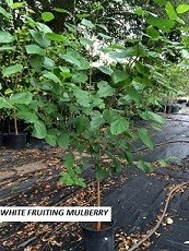 White Fruiting Mulberry