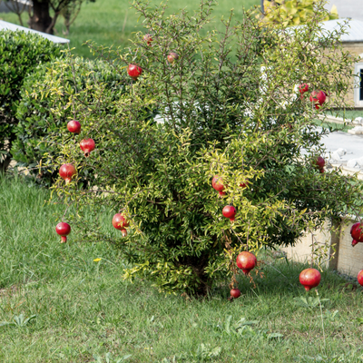 23+ Pomegranate Plants For Sale