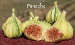 Panache fig fruit trees