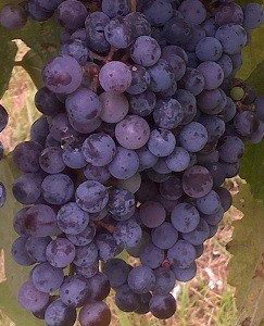 Norton (Cynthiana) Grape Vine