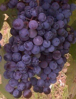 Norton (Cynthiana) Grape Vine