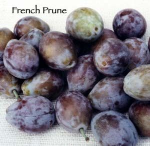 French Prune Plum fruit tees