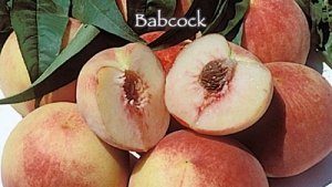 Babcock-peach-fruit trees