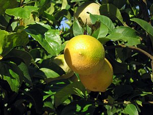 Meyer lemon trees fruit trees