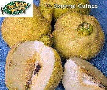 Smyrna Quince fruit tees