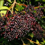 Wyldewood Elderberry