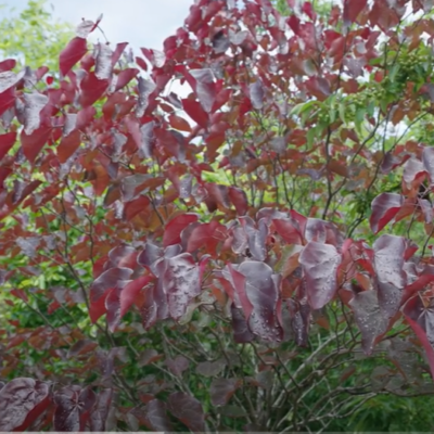 Merlot Redbud