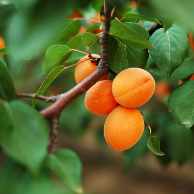 Plant Apricot Tree apricots Nymph-UPS shipment 48h