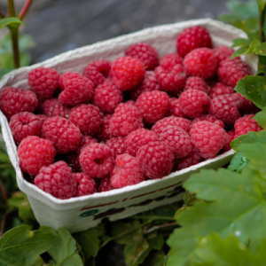 Southland Red Raspberry Plant - Bob Wells Nursery - U.S. Shipping
