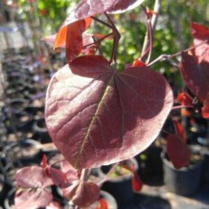 RedBud Merlot