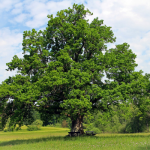 Nuttall Oak Tree - Bob Wells Nursery - U.S. Shipping