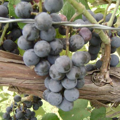 Blueberry Seedless Grapevine