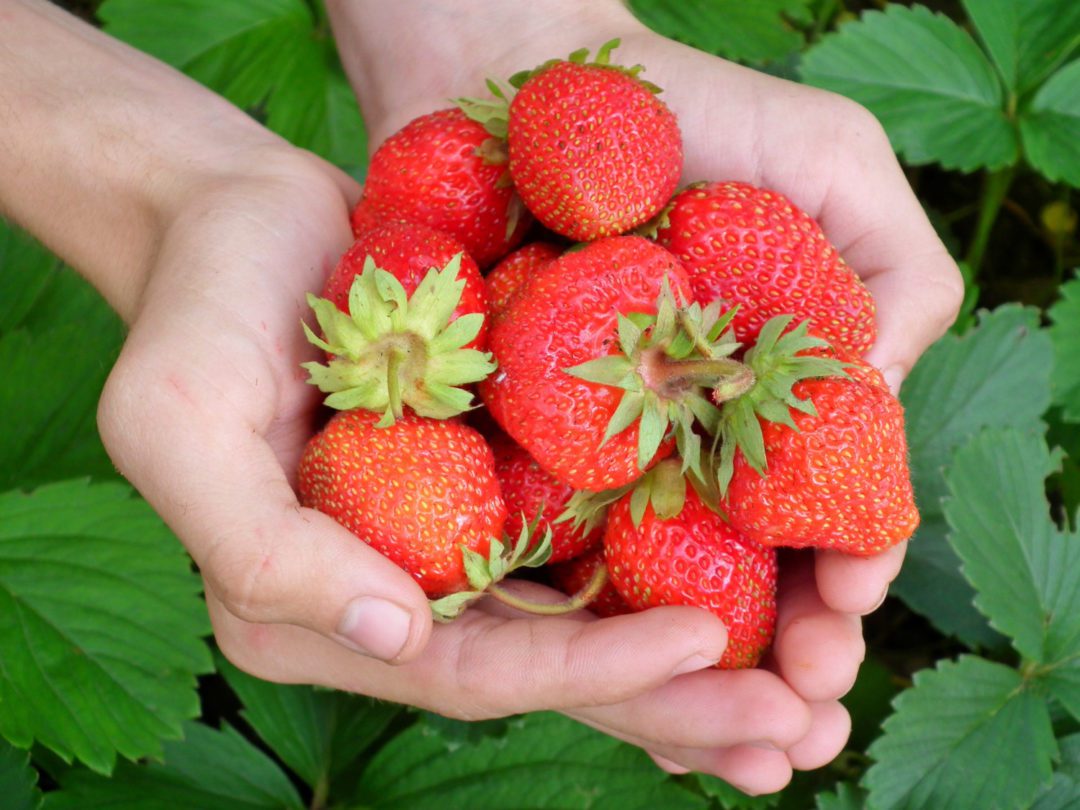 Stella Strawberry Plant (Sold in bundles of 25) Bob