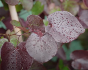 Merlot Redbud