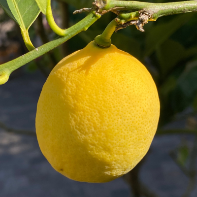Improved Meyer lemon