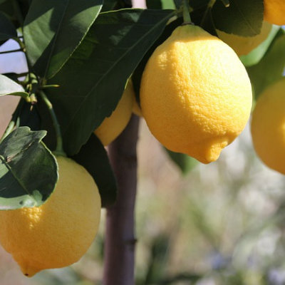 improved meyer lemon tree