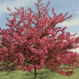 crabapple