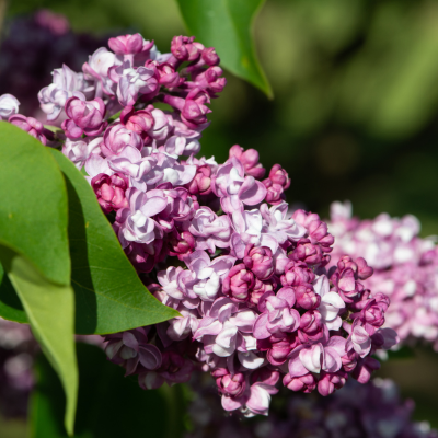 robinson flowering tree