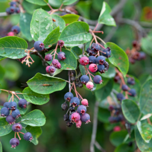 serviceberries