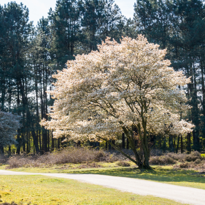 serviceberry in bloom