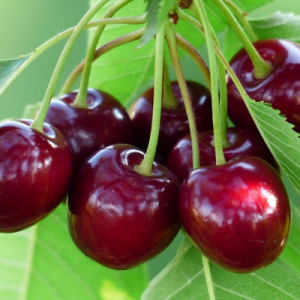 Compact Stella Cherry Tree - Bob Wells Nursery - U.S. Shipping
