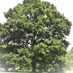 swamp white oak