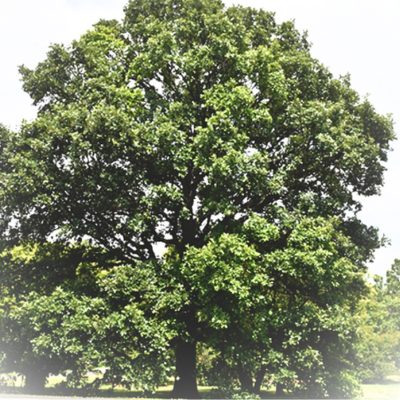 swamp white oak