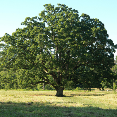 white oak tree