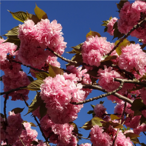 Kwanzan Flowering Cherry Tree - Bob Wells Nursery - U.S. Shipping