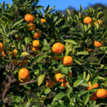 satsuma