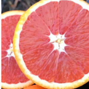 Red Navel Cara Cara Orange Bob Wells Nursery U S Shipping