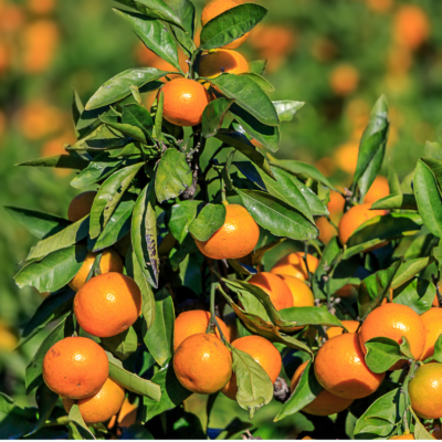 satsuma