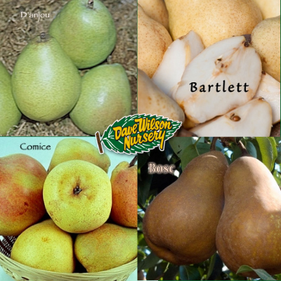 multi-graft pear tree