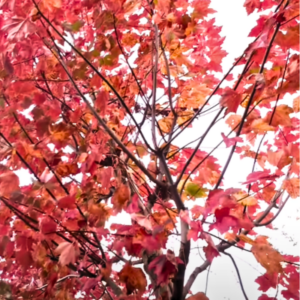 Brandywine Maple Leaves