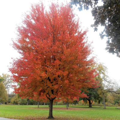 autumn blaze maple tree