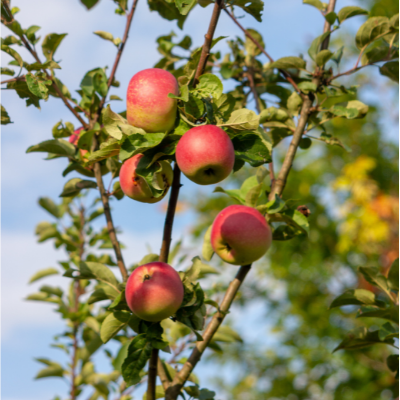 Dwarf Fuji Apple Tree