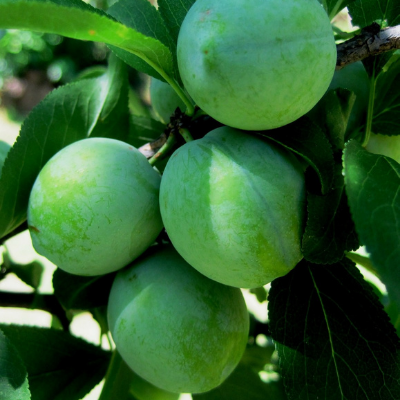 Emerald Beaut Plum tree fruit