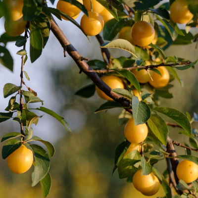 Green Gage (bavay's) European Plum Tree - Bob Wells Nursery - U.s. Shipping