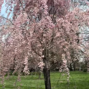 double weeping cherry