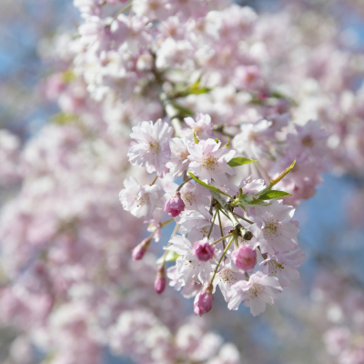 dbl weeping cherry
