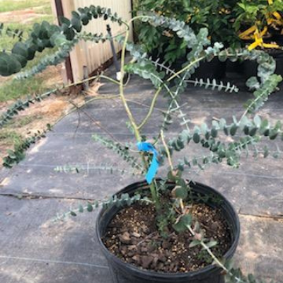 Eucalyptus 'Baby Blue