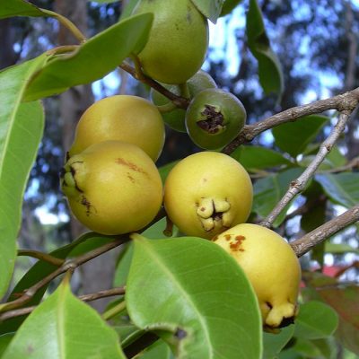 cattley yellow guava tree fruit